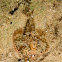 Smallscale Scorpionfish