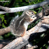 Harris's Antilope Ground Squirrel