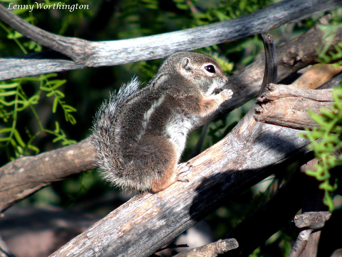 Harris's Antilope Ground Squirrel