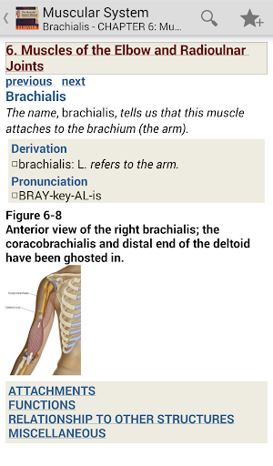 Muscular System Manual