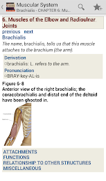 Muscular System Manual poster 1
