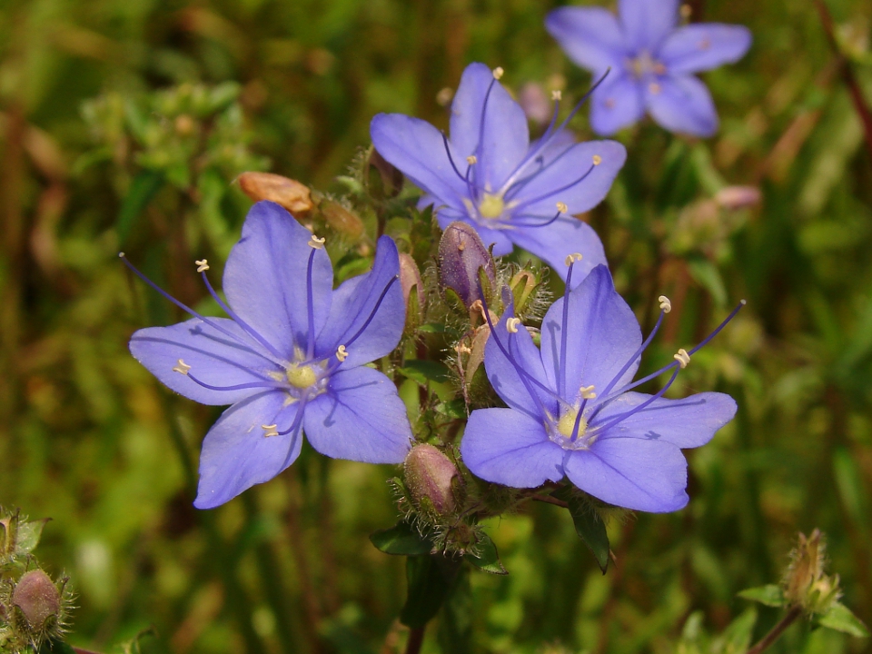 Sky Flower