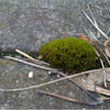 Moss