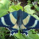 Zodiac Moth [North Queensland Day Moth]