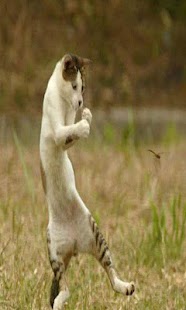 Verry Funny Animals Screenshots 4