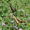 Black Swallowtail and Giant Swallowtail