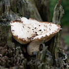 Bracket Mushroom