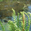 Cinnamon Fern