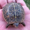 Ornada Box Turtle
