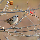 Eastern White-crowned Sparrow
