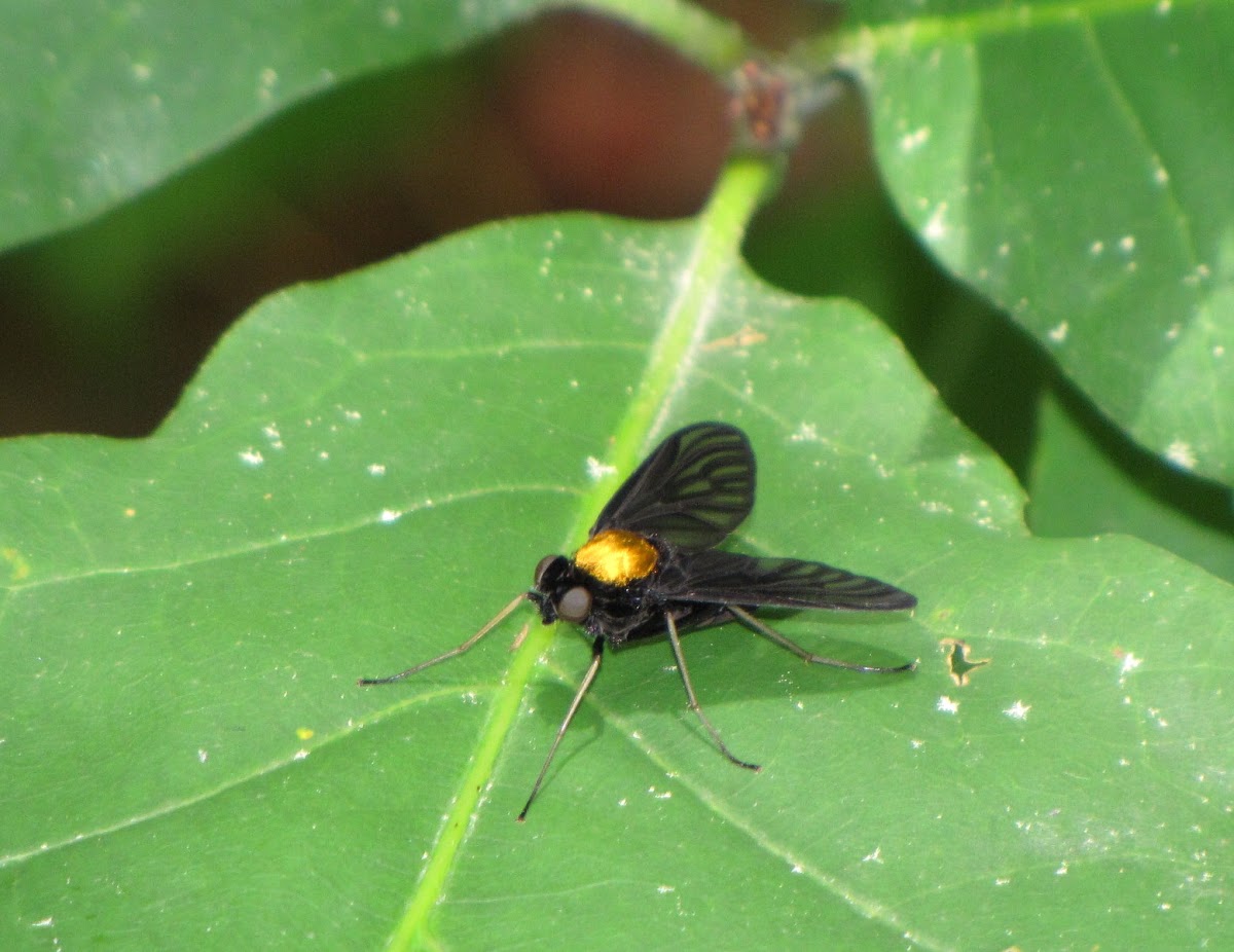 Golden-backed Snipe Fly