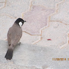 bulbul