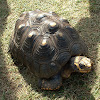 Red-footed tortoise 