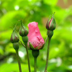 With 3 Children by Suaib Akhter - Flowers Flower Buds