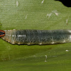 Skipper Caterpillar