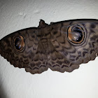 Owl moth