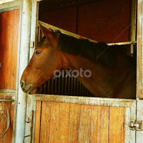 Longing for freedom by Aleksandra Ivanković Mazzuka  - Animals Horses