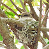 Vermillion Flycatcher Nest