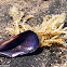 Ear Mussel Shell