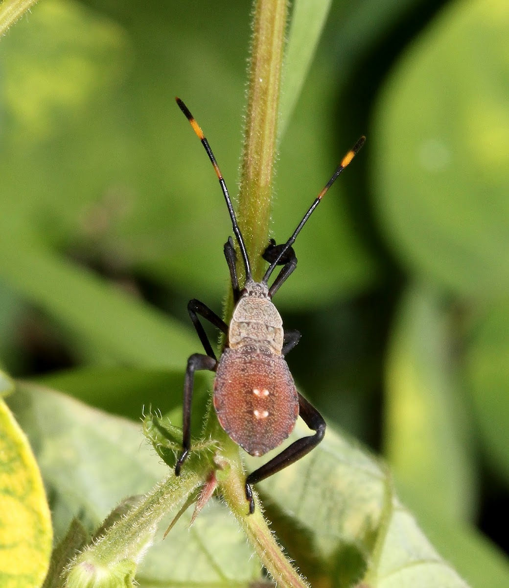 Leaf  Footed Bug (Nymph)