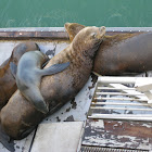 California Sea Lion