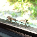 Robber fly