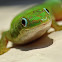 Dull day gecko