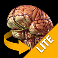 Brain 3D Anatomy Lite APK تصویر هنری