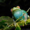 Treefrog