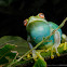 Treefrog