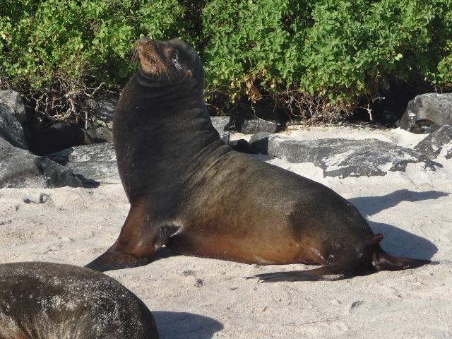 Galapagos Sea Lion (male)