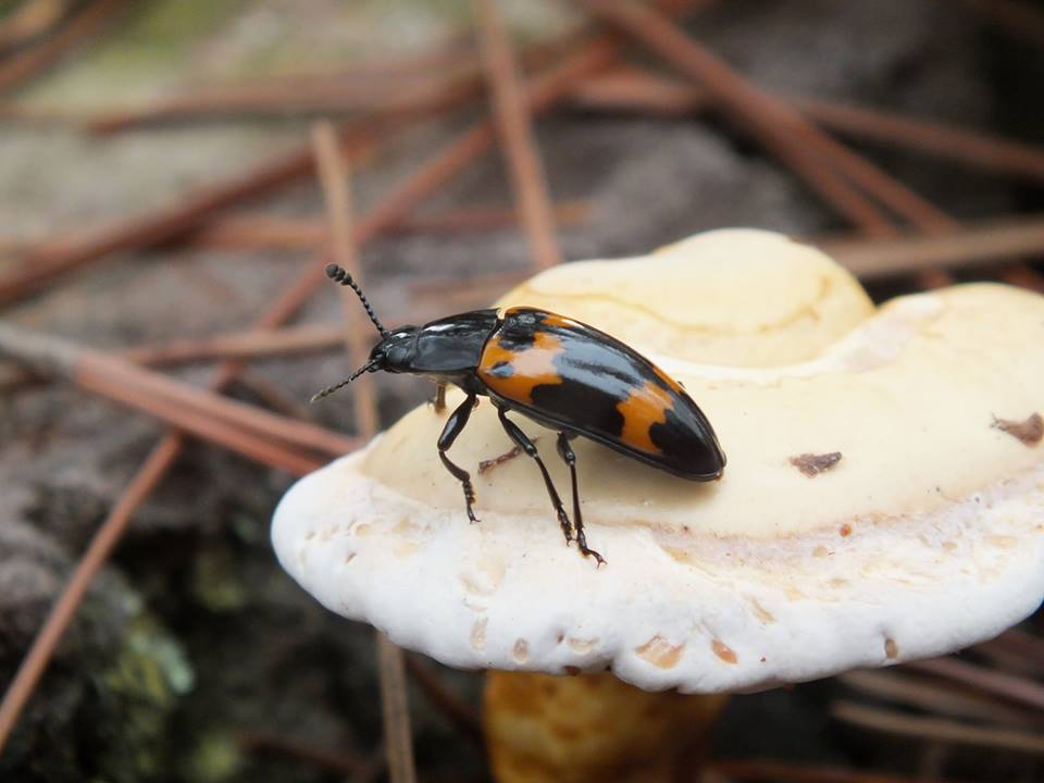Pleasing Fungus Beetle