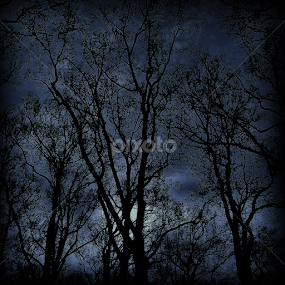 Senka Iz Senke by Илија Марковић - Landscapes Forests