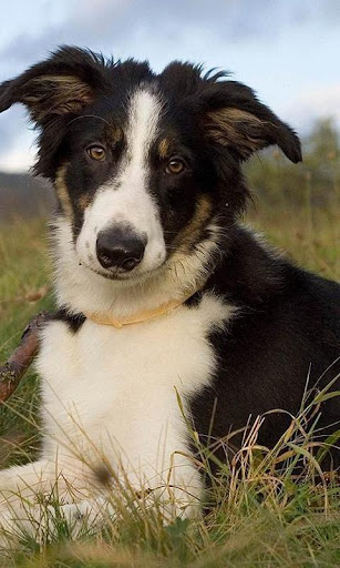 Border Collie Jigsaw Puzzle