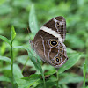 Banded Tree Brown