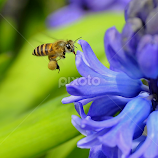 Honey Bee by Leka Huie -  