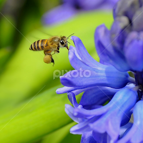 Honey Bee by Leka Huie - Animals Insects & Spiders