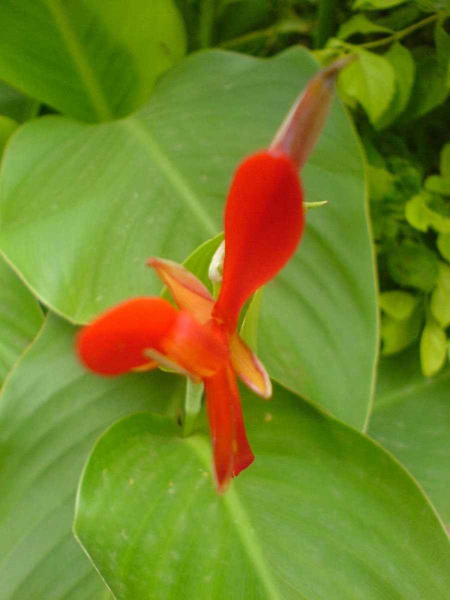 Kardali flower (Indian shot)