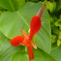 Kardali flower (Indian shot)
