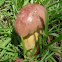 Gyroporus purpurinus Mushroom