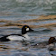 Common Goldeneye