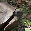 Gopher Tortoise