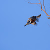 Ringed Kingfisher (male)