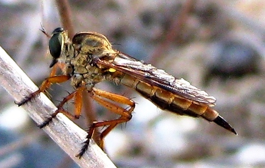  Robber fly (female)