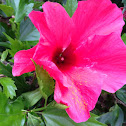 Pink/ Fuchsia Hibiscus