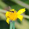 Long Hoverfly, Mosca de las flores esbelta
