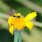 Long Hoverfly, Mosca de las flores esbelta