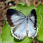 Azure Butterfly  - female