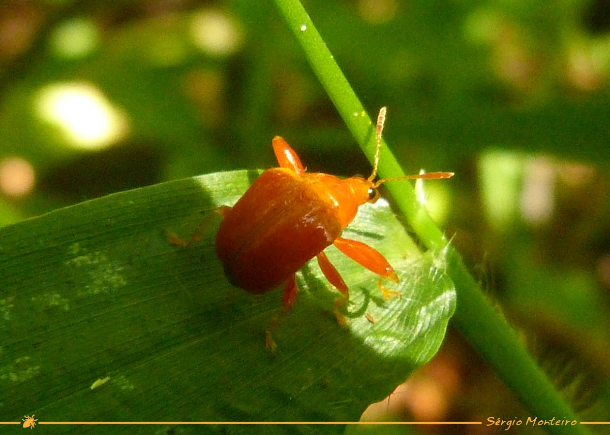 Leaf-rolling weevil