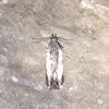 Elachistid Moth